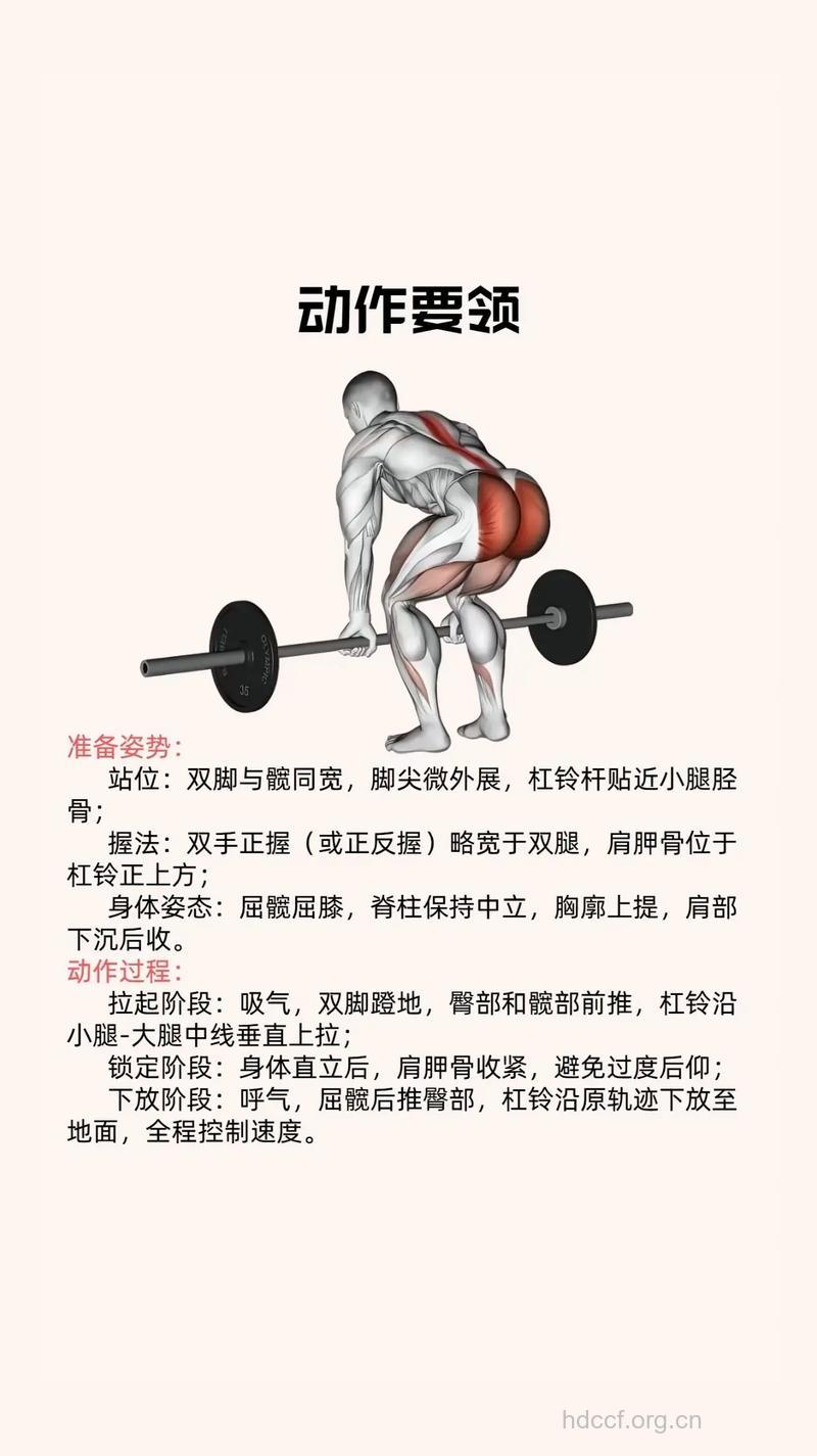 杠铃硬拉的作用有哪些 你清楚吗