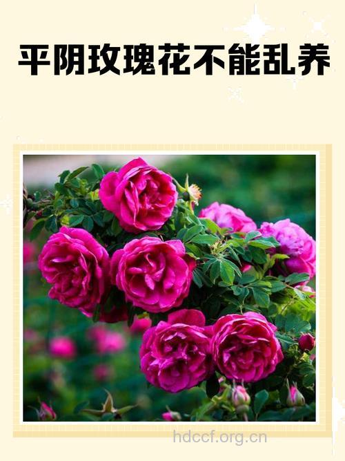 治疗妇科病的四种鲜花