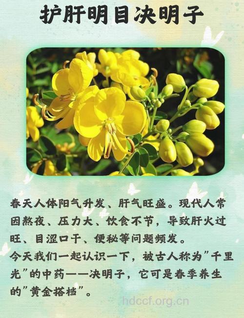 巧用决明子治疗十种疾病