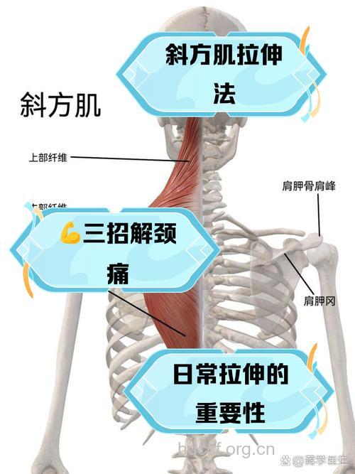 斜方肌是哪个部位 怎么练斜方肌