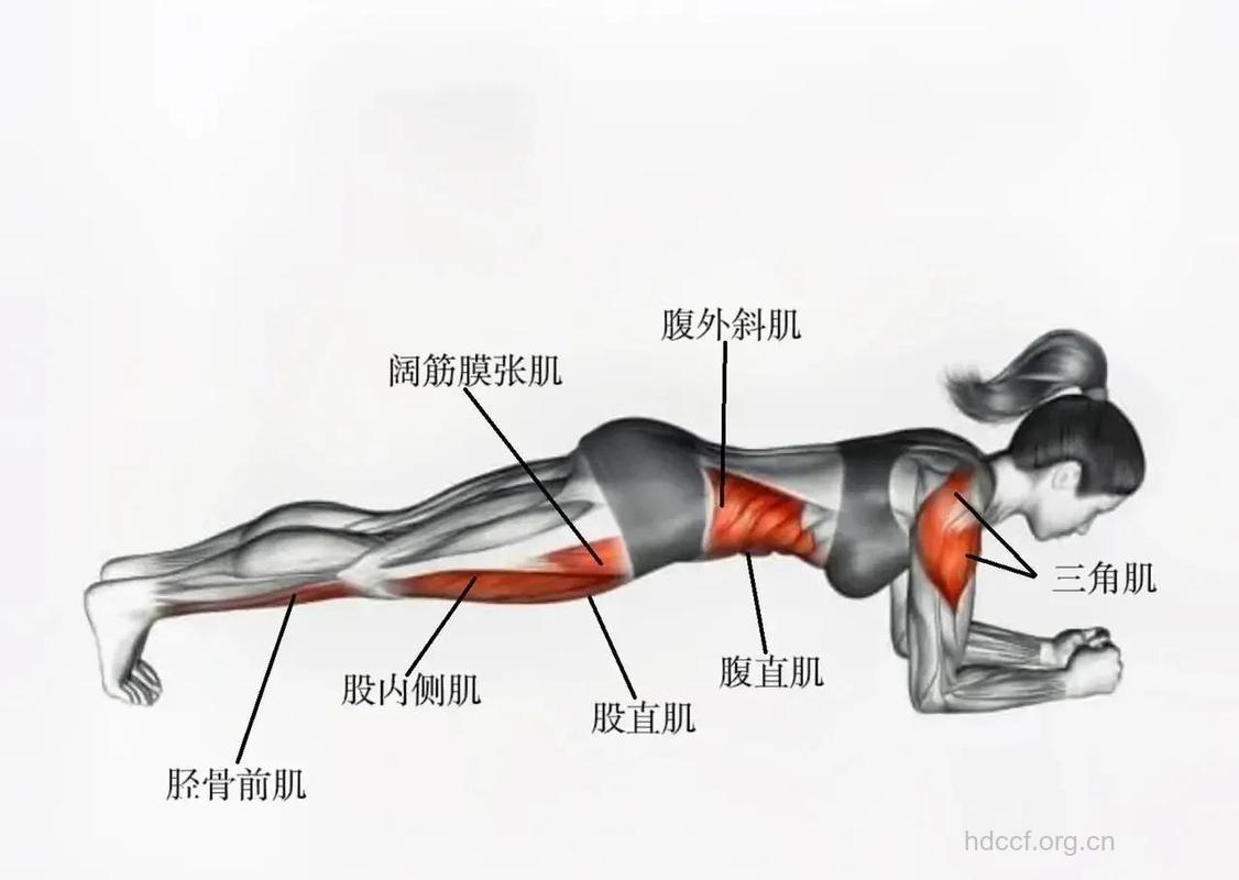 平板支撑练什么 平板支撑练肌肉吗