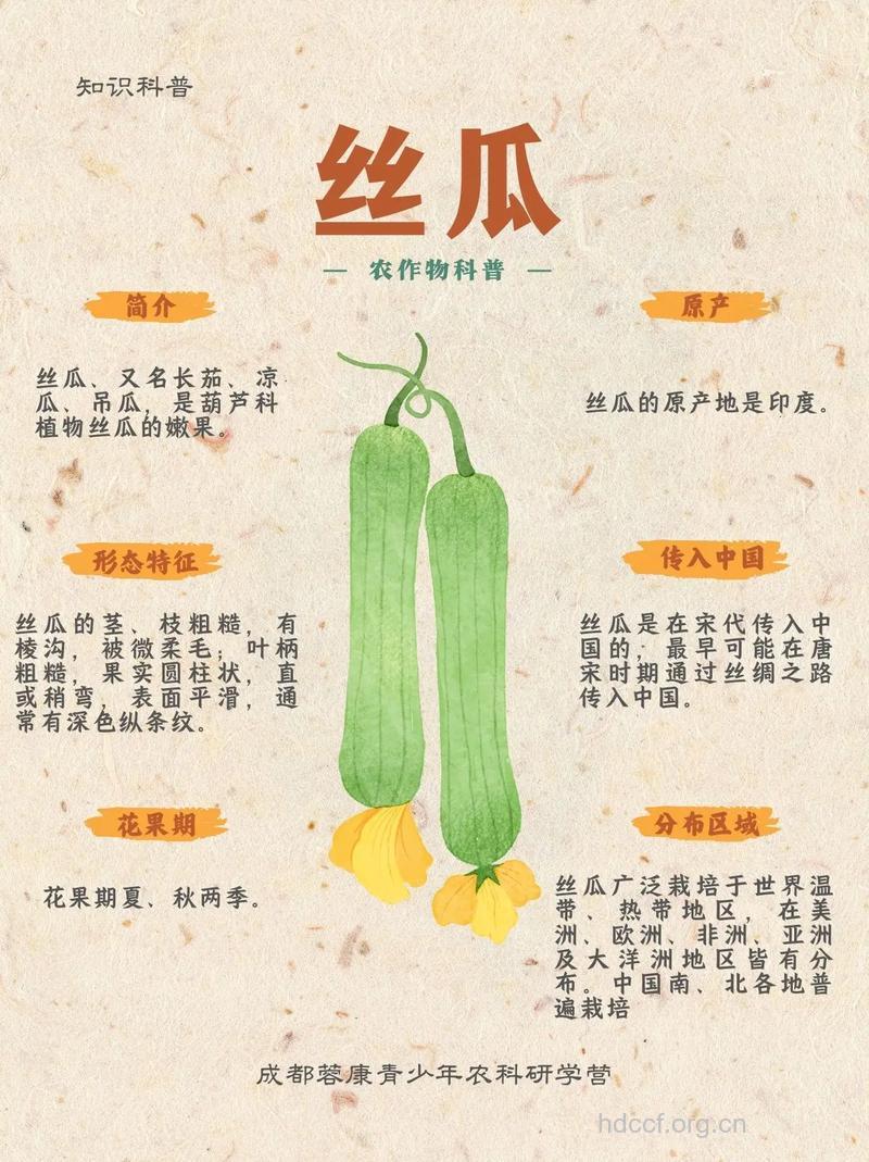 丝瓜对食道癌有利吗