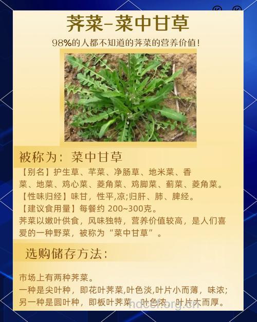 荠菜 荠菜的食疗药用价值