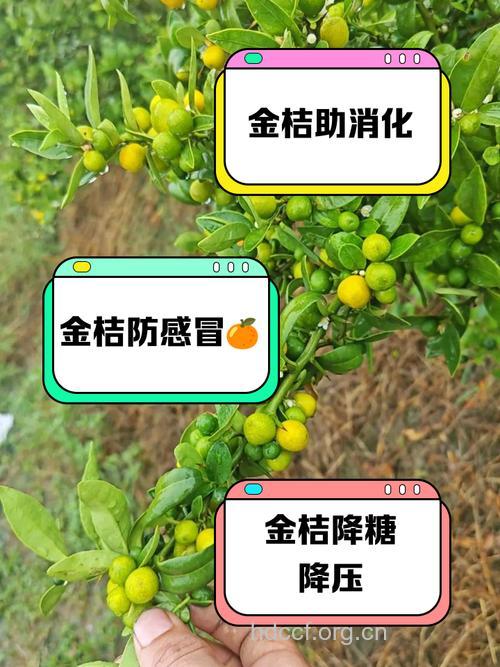 柑橘治病的药用价值