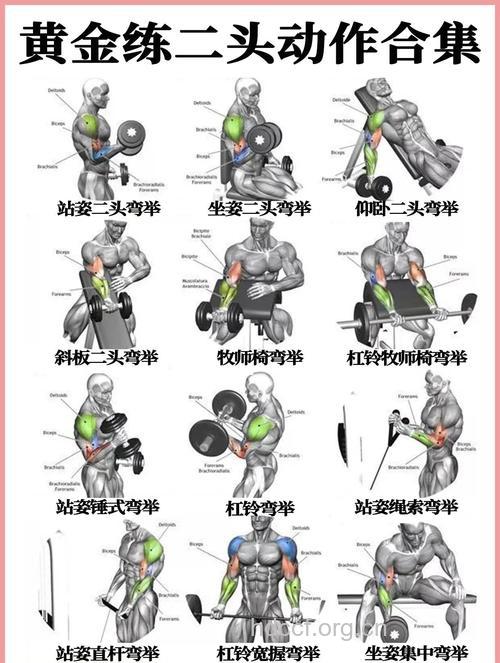 杠铃弯举标准动作 杠铃弯举要注意什么