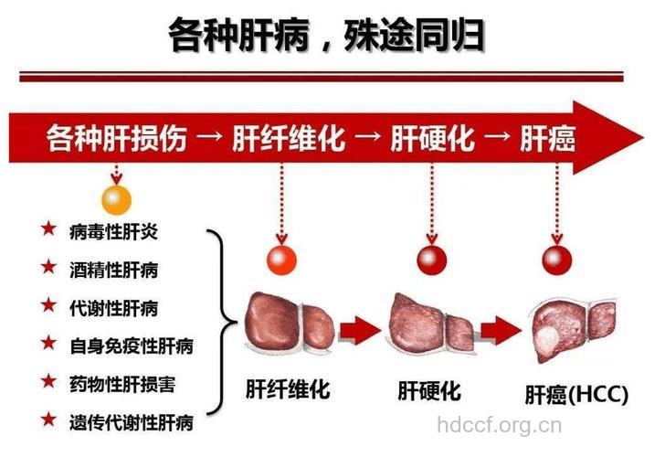 生物细胞怎么治疗肝硬化