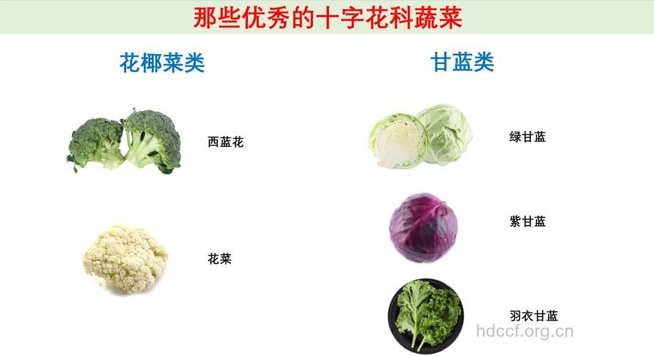 十字花科抗癌蔬菜有哪些