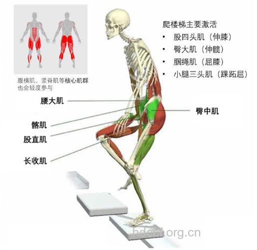 爬楼梯健身会不会长肌肉