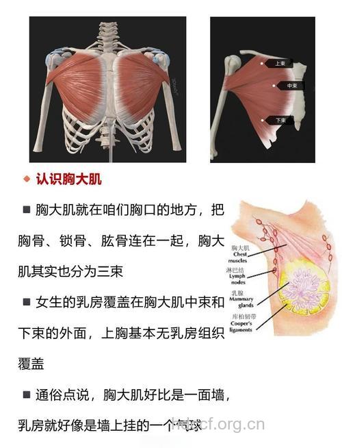 女生可以练胸肌吗 女生练胸肌的好处
