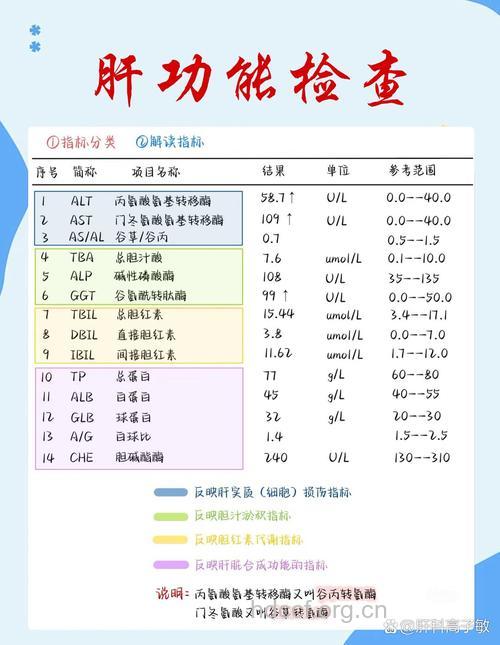 肝硬化应做什么检查
