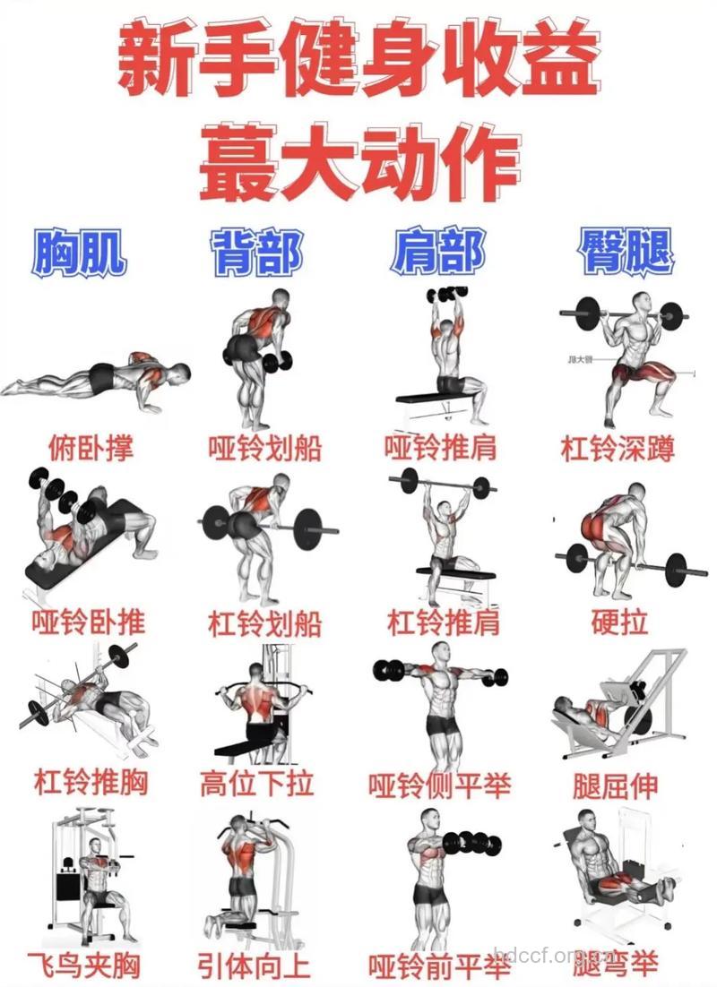 新手增肌训练计划 三个阶段让你变型男