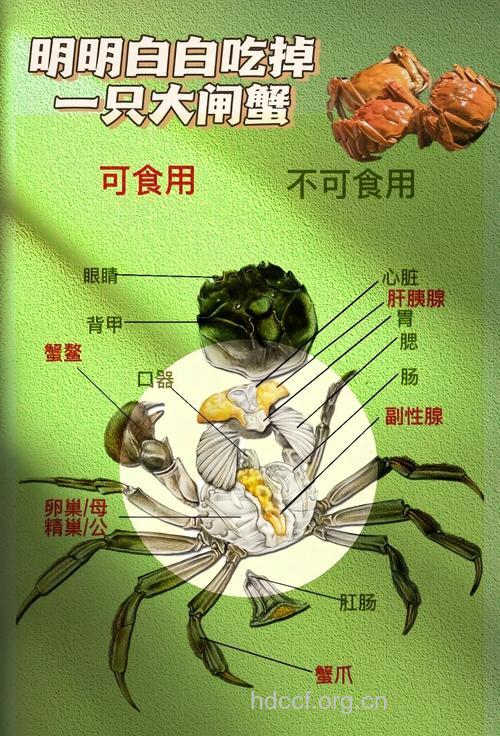 食用螃蟹有哪些注意事项