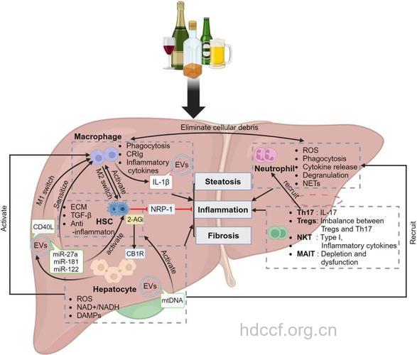 酒精肝的临床病理机制是什么