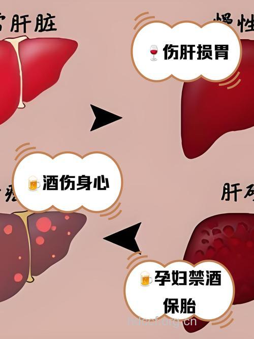 女人饮酒伤肝为何胜过男人?