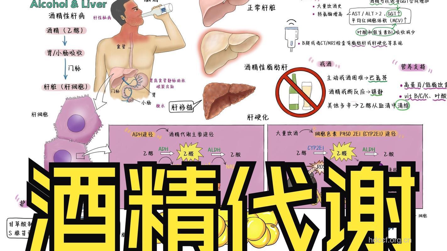 酒精肝如何保养自己身体