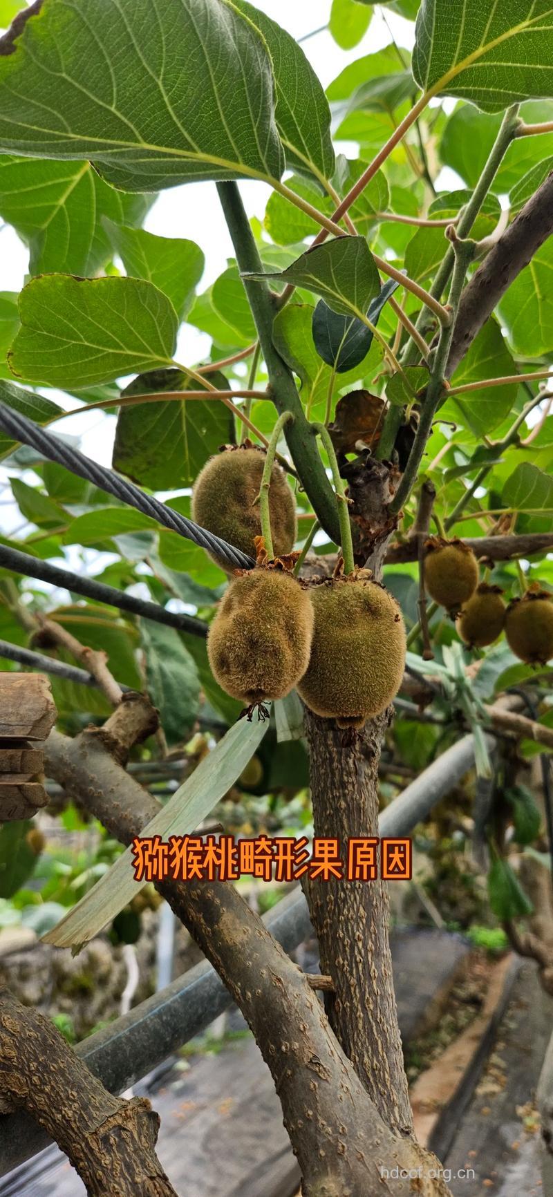 哪些原因导致水果畸形