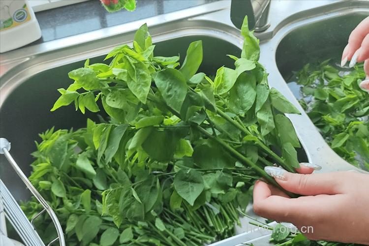 怎么健康食用野生菜