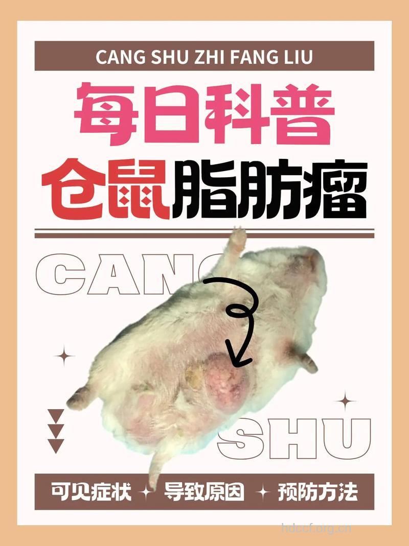动物脂肪:导致大肠癌的元凶