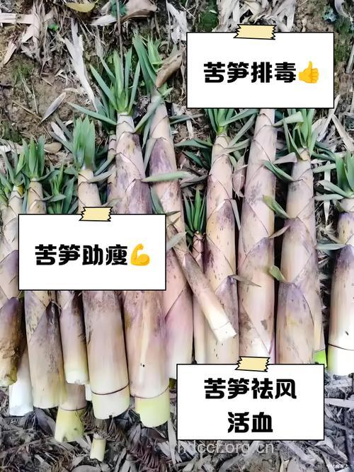 这些笋帮你抵制肝癌