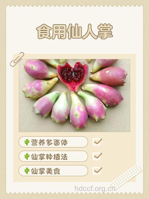 仙人掌有哪些食用方法