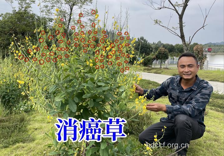 具有治疗肝癌的中草药