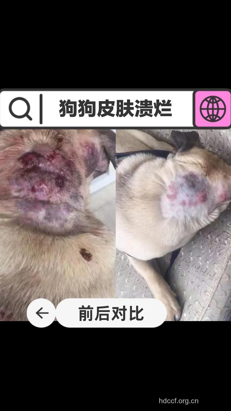 皮肤破损为什么会导致狂犬病