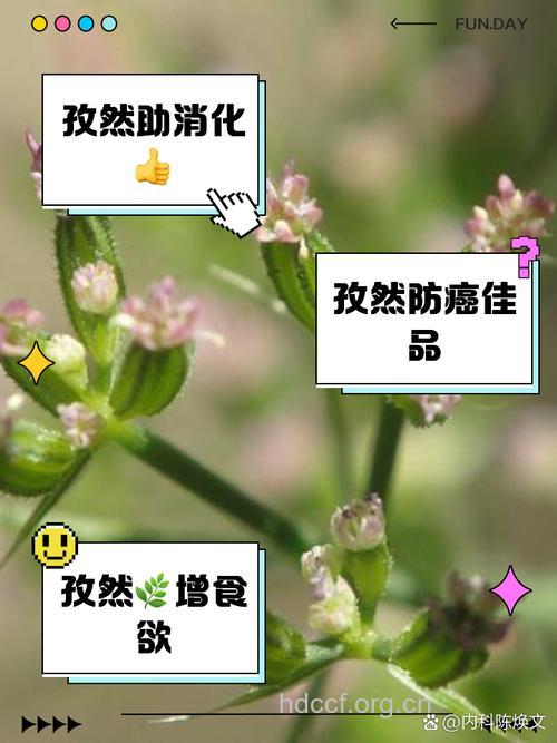 怎么用孜然治疗疾病