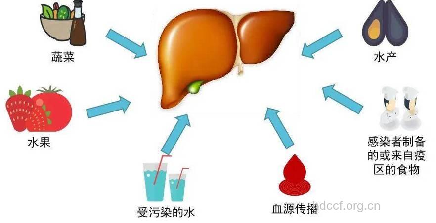 甲肝的传播途径有哪些