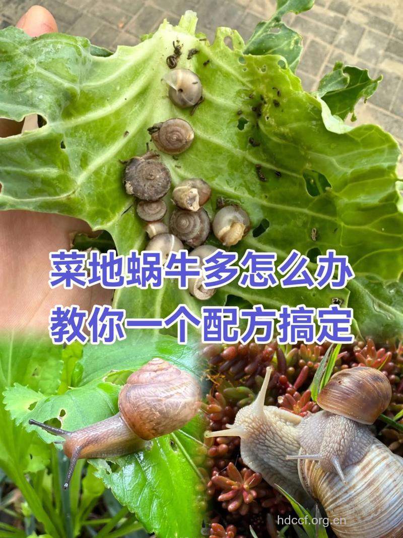 怎么吃蜗牛有助于养生