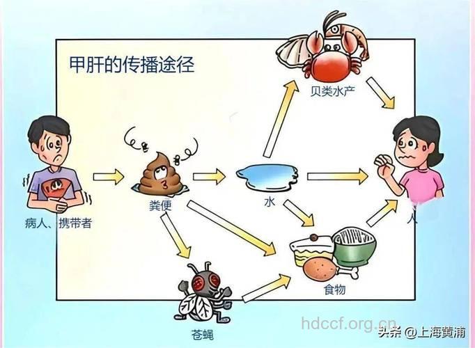甲肝的传染源和传播途径是什么