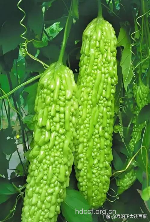 你知道怎么吃苦瓜减肥