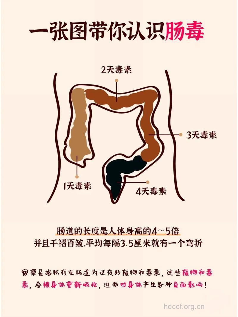 身材走形 很有可能是宿便惹的祸