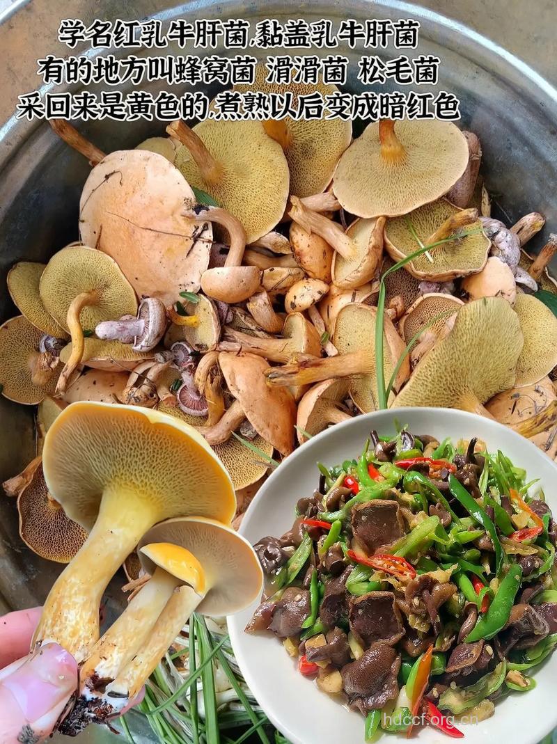 对抗肝癌的菇类食物有什么