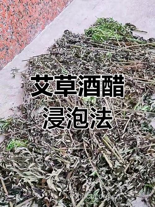 艾叶+白酒 专治颈肩腰腿痛