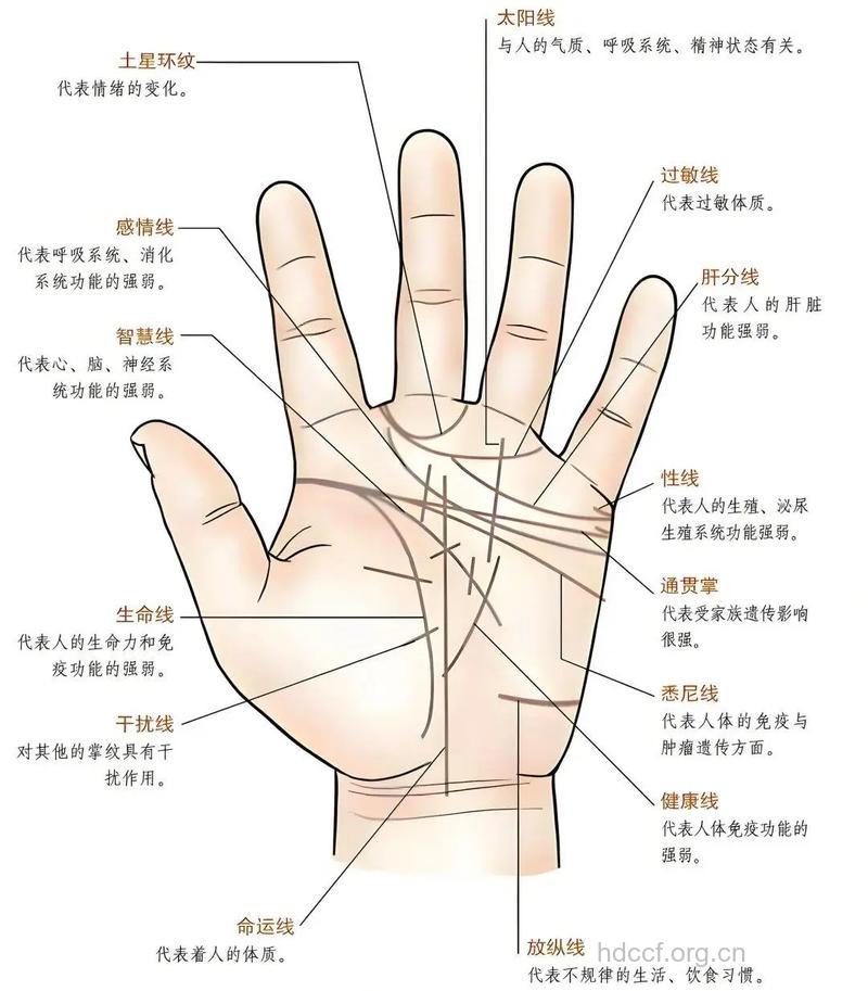 从掌纹看健康 生命线越长寿命越长吗