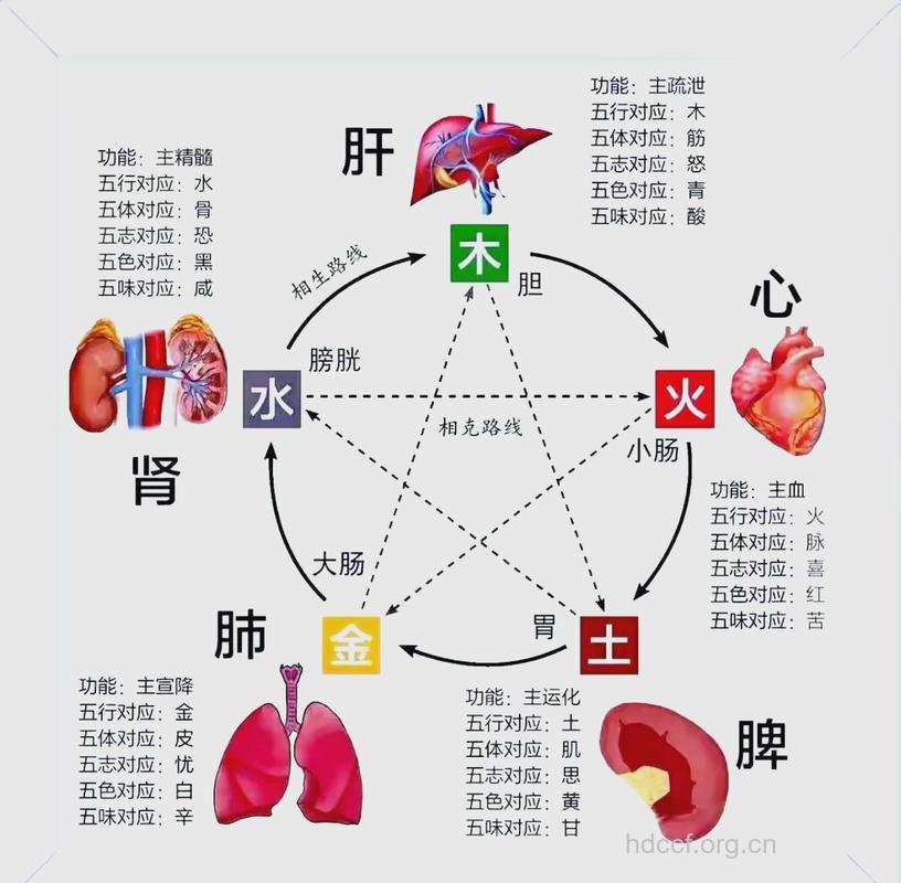 中医教你正确分辨内脏五行