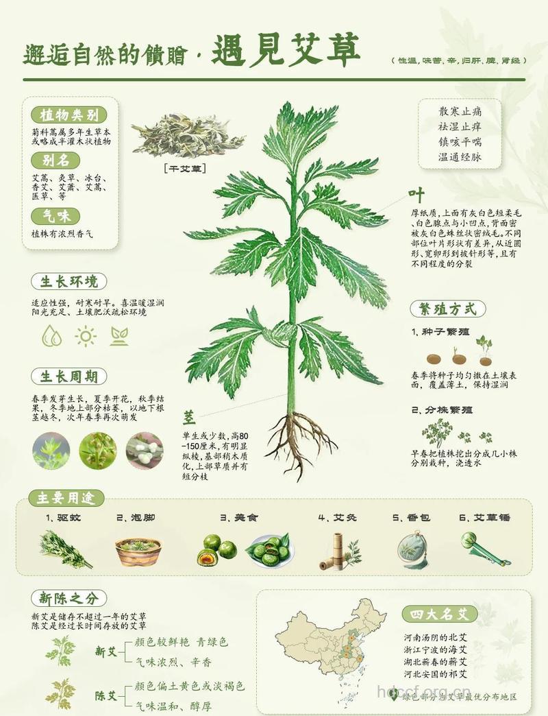 艾草的功效与4大妙用