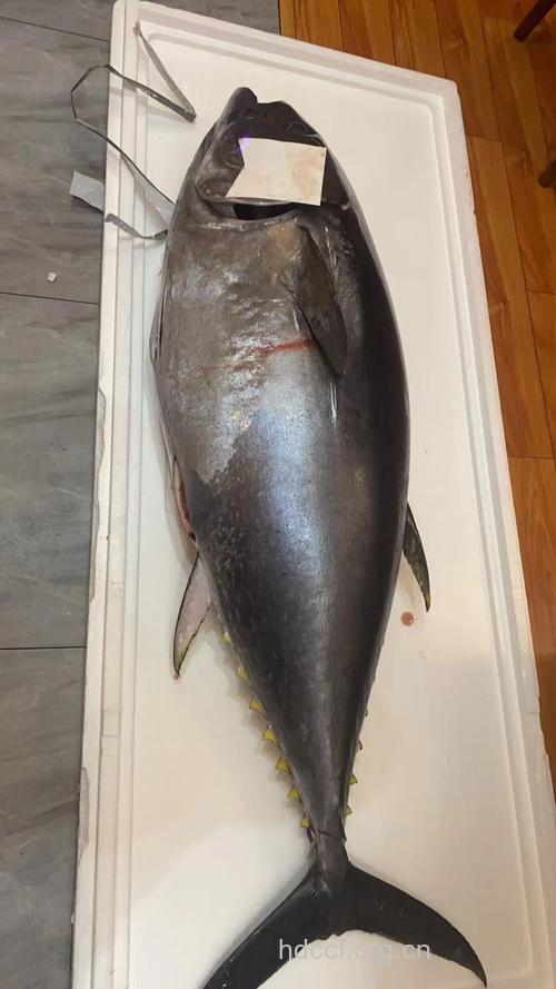 盘点 金枪鱼能快速降血压