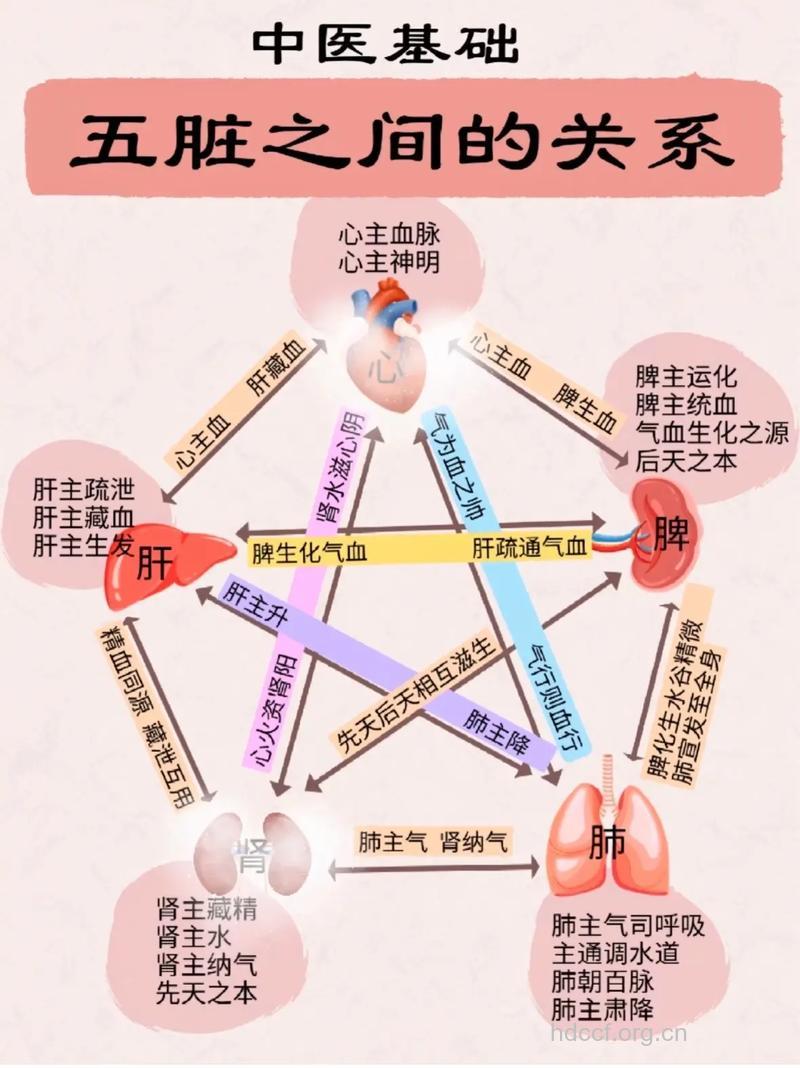 五脏六腑的功能及关系