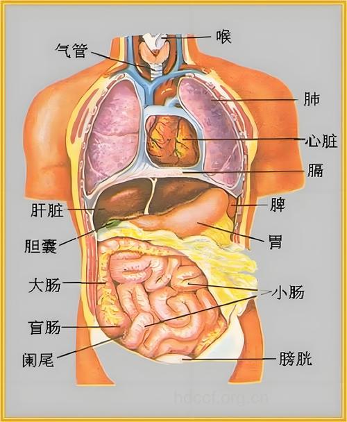 五脏六腑器官分布图