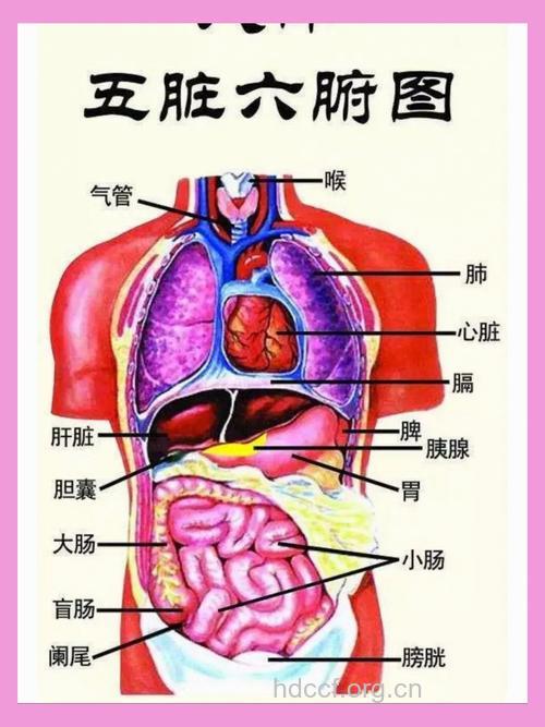 中医五脏六腑指的是什么
