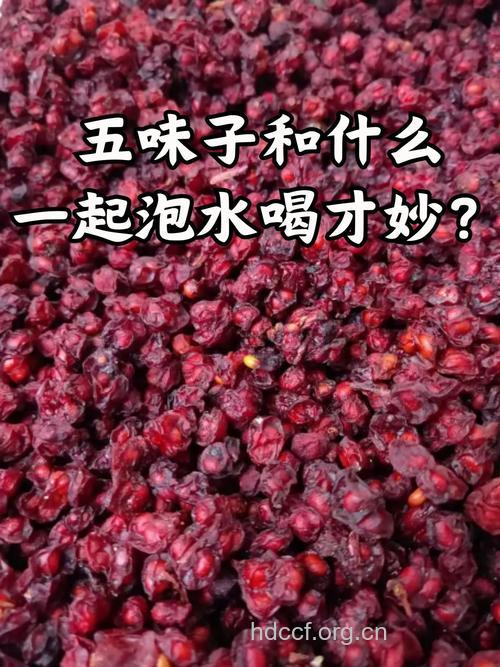 养肝护肝可喝五味子泡水