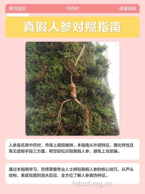怎么辨别真假人参 怎么挑选人参