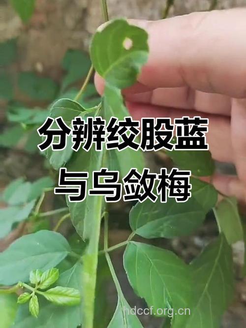 怎么辨别真假绞股蓝 怎么挑选绞股蓝