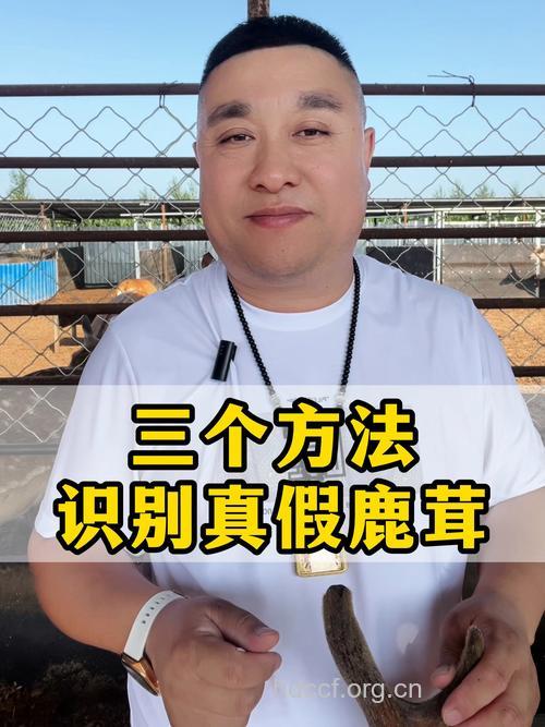 怎么辨别真假鹿茸 怎么挑选鹿茸