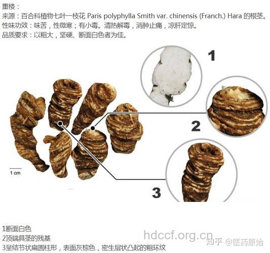 中药常识 怎么辨别真假重楼