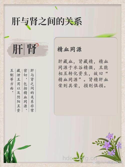中医解说肝与肾之间的关系