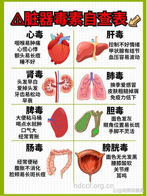 保护脏腑器官 排出体内六大阴毒