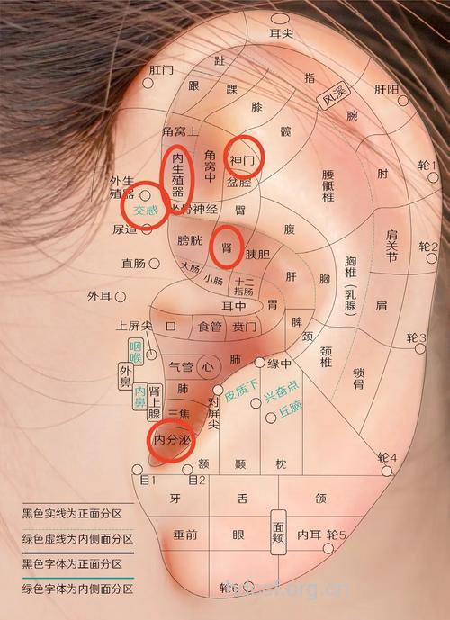 你知道什么是耳穴压豆法