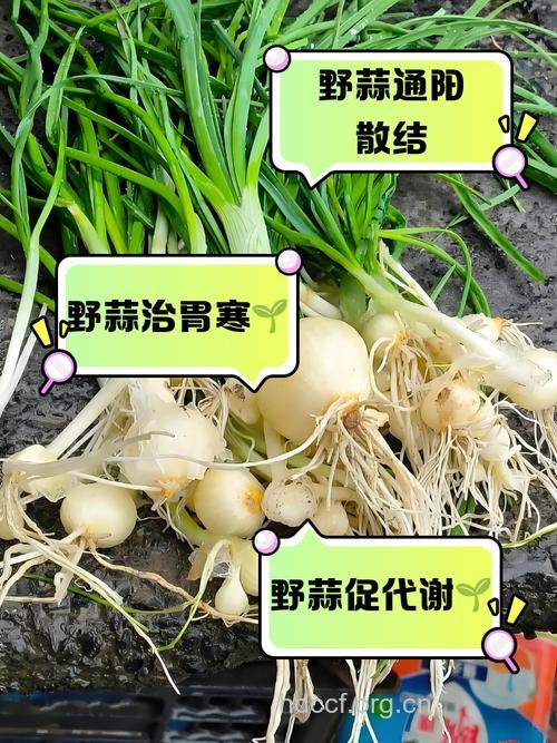 哪些人吃的菜不能放蒜
